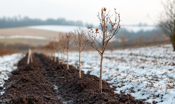 Besonderheiten beim Pflanzen im Winter