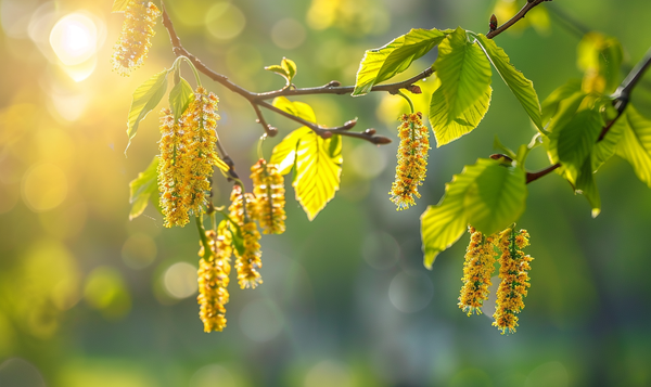 Birke (Betula)