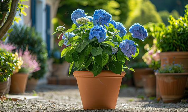 Blaufärbung im Kübel