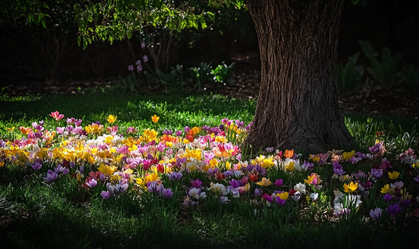 Blumenzwiebeln für den Schatten: Eine farbenfrohe Alternative