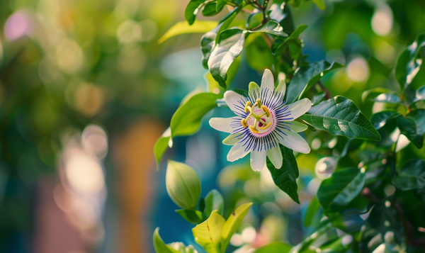 Blüte und Fruchtbildung der Maracuja