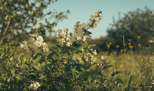 Blüte und Früchte des Ligusters