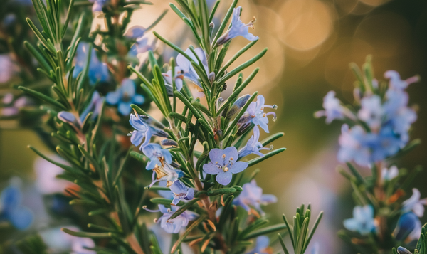 Blüten und Wurzeln