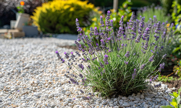 Bodenpflege für gesunden Lavendel