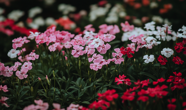 Botanische Einordnung der Nelke