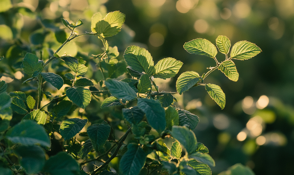 Botanische Merkmale der Heckenrose