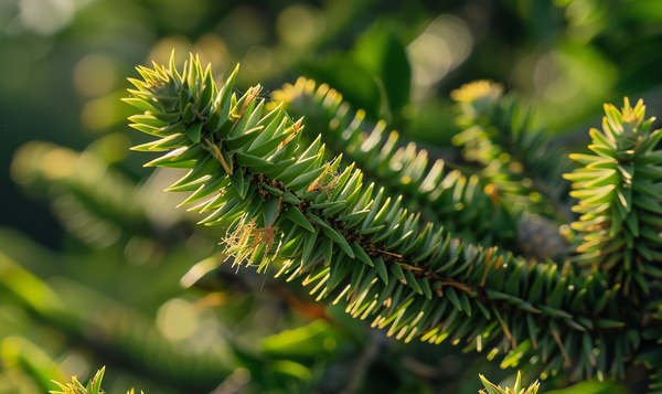 Braune Nadeln beim Affenbaum: Ursachen und Lösungen
