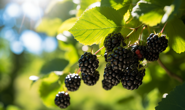 Brombeeren pflücken: Woran erkennt man reife Beeren?