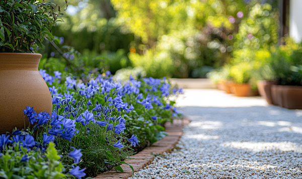 Chinesischer Schmuck-Enzian (Gentiana sino-ornata)