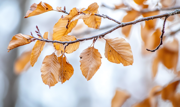 Das Laub der Hainbuche im Winter