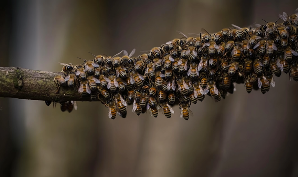 Das Verhalten von Bienenschwärmen