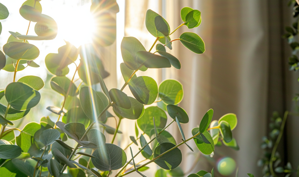 Der richtige Standort für Eukalyptus-Zimmerpflanzen