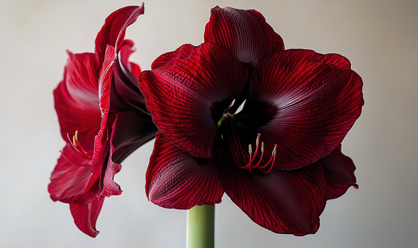 Die Bedeutung der Amaryllis