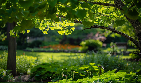Die richtige Jahreszeit für Ginkgo-Stecklinge