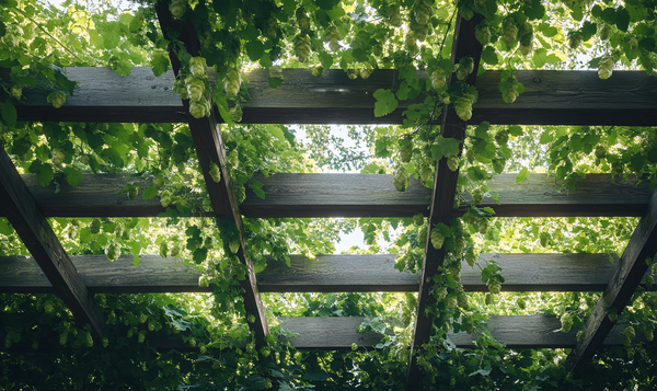 Die Vorteile einer Hopfen-Pergola