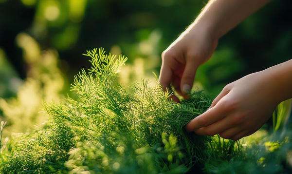 Dill ernten und vorbereiten