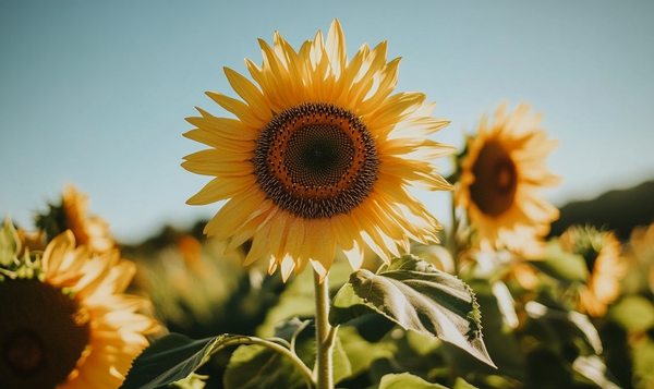 Echter Mehltau bei Sonnenblumen