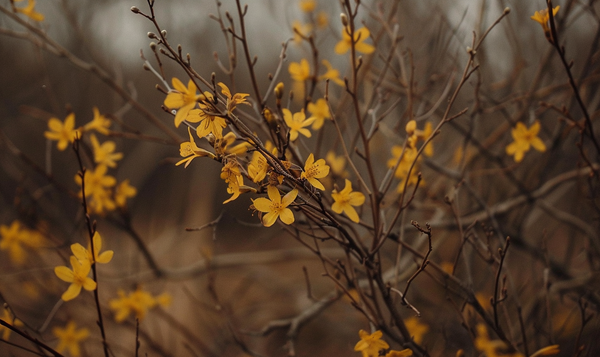 Erscheinungsbild: Blüten und Blätter im Detail