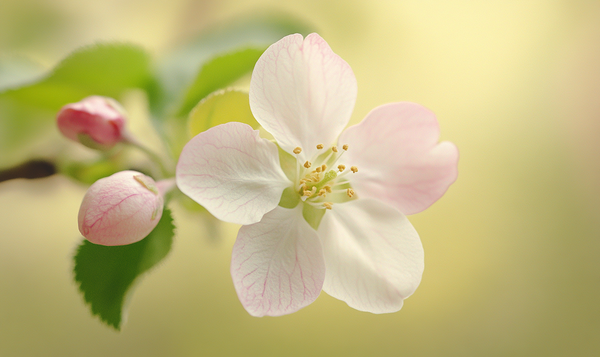 Erscheinungsbild der Blüten