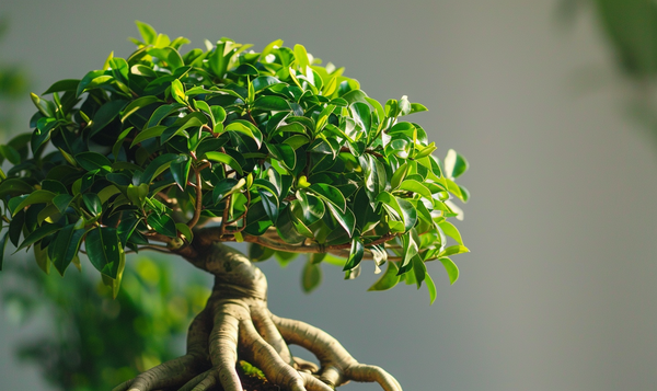 Formen des Ficus Ginseng
