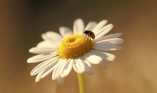 Gänseblümchen als Nahrungsquelle für Insekten