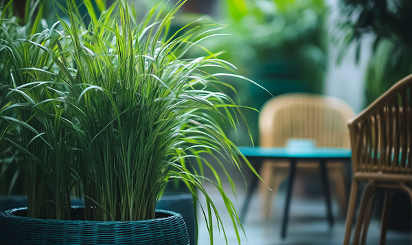 Garten und Terrasse
