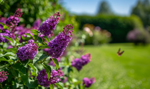 Gartengestaltung mit Sommerflieder