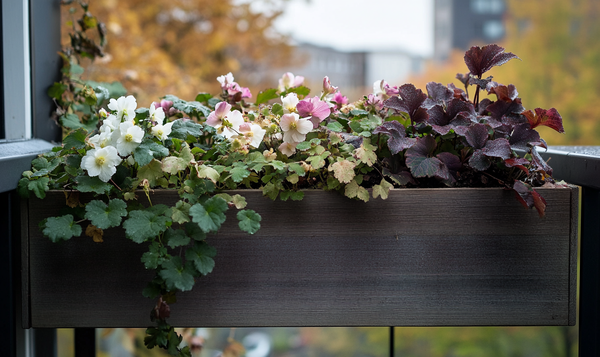 Geeignete Christrosen-Sorten für den Balkonkasten