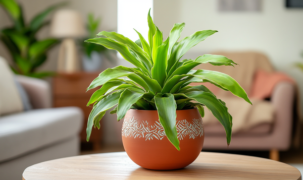 Gießmethode für Bromelien