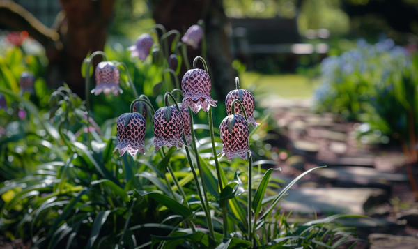 Giftigkeit der Schachbrettblume