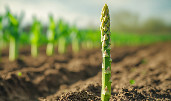 Grüner Spargel ernten