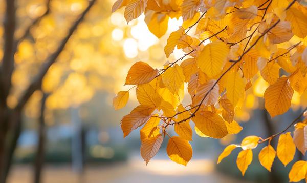 Herbstfärbung der Hainbuchenblätter