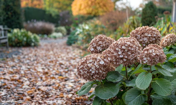 Herbstschnitt