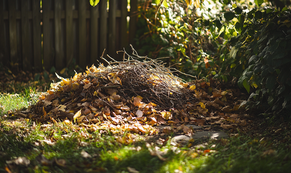 Igel im Garten überwintern lassen: Was tun?