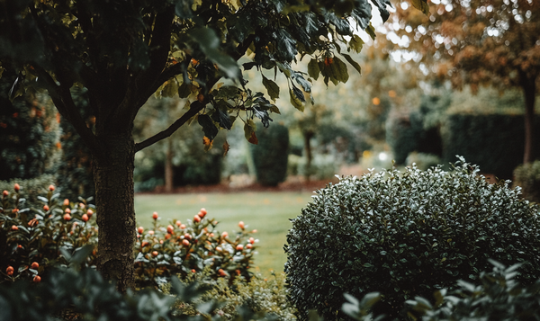 Ilex-Sorten ohne Stacheln