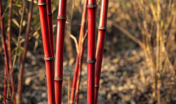 Ist Roter Bambus winterhart?