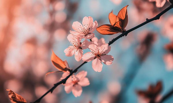 Japanisches Frühlingsfest