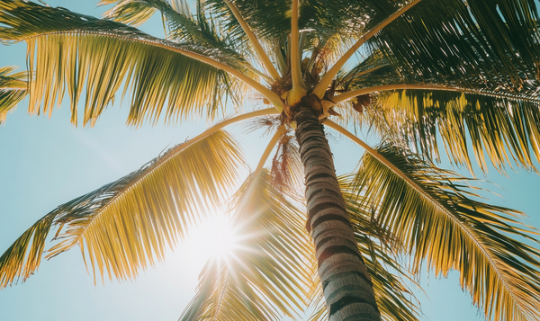 Kokospalme (Cocos nucifera)