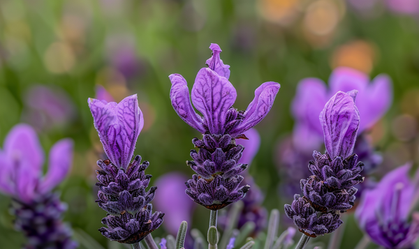 Lavandula stoechas: Der Schopflavendel mit seinem charakteristischen Schopf