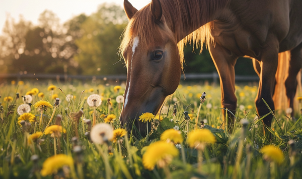 Löwenzahn für Tiere