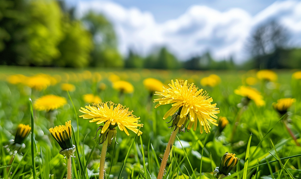 Löwenzahnblüten für die Gesundheit