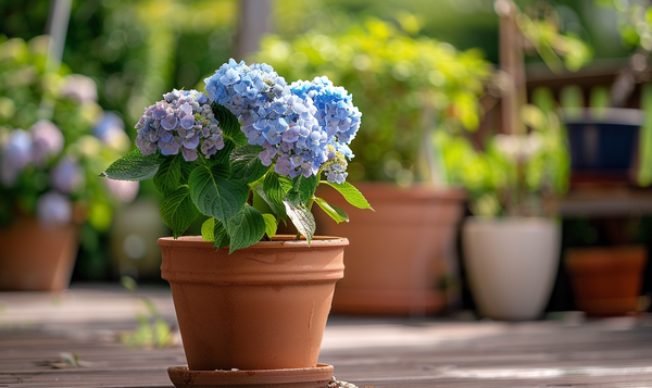 Maßnahmen zur Rettung einer Hortensie mit Staunässe