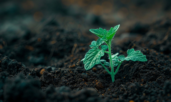 Nachteile von Blumenerde für Gemüse