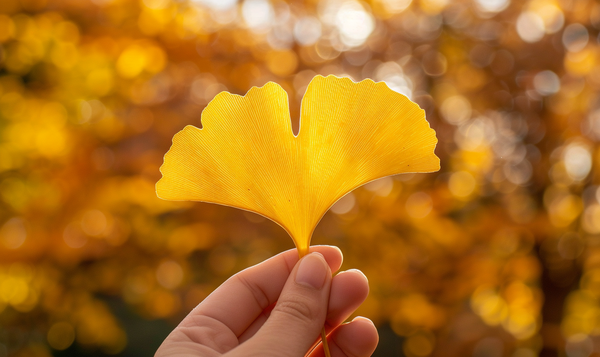 Natürliche Verfärbung der Blätter im Herbst