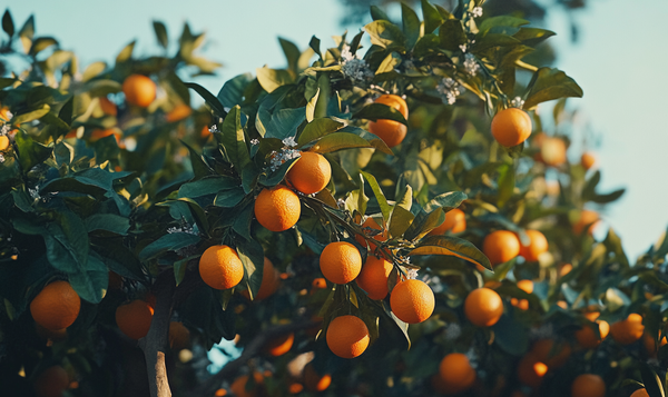 Orangen