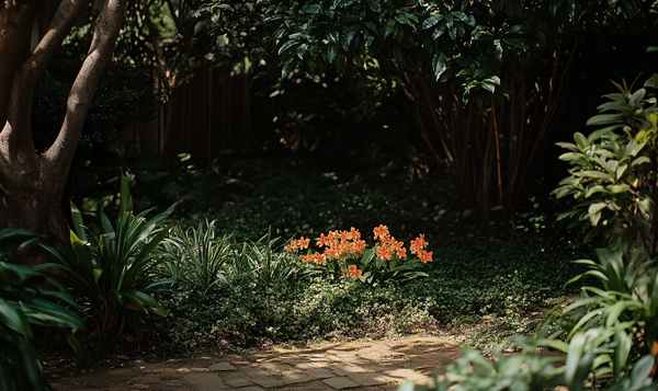 Orchideen und Schatten: Ein perfektes Paar