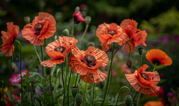 Orientalischer Mohn
