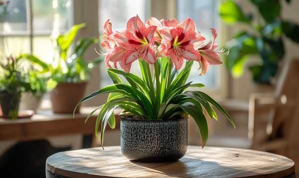 Amaryllis ohne Wasser halten » So gelingt's