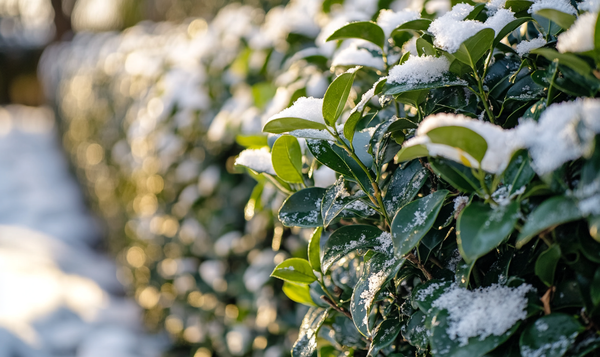 Pflege von älterem Liguster im Winter