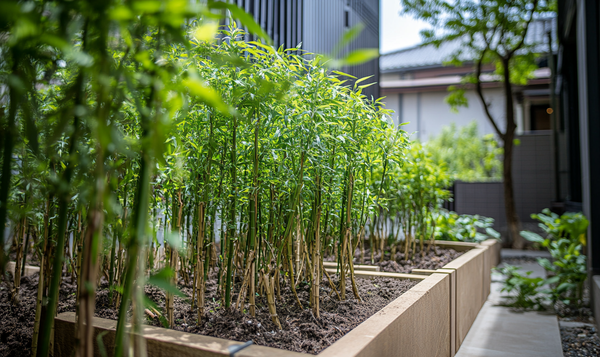 Pflege von Bambuspflanzen mit Rhizomsperre